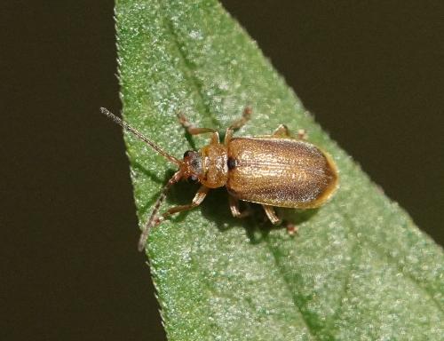 Réf. 312 295 : Galerucella sp.